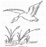 Cattails Plant Coloring Pages Sketch Page sketch template