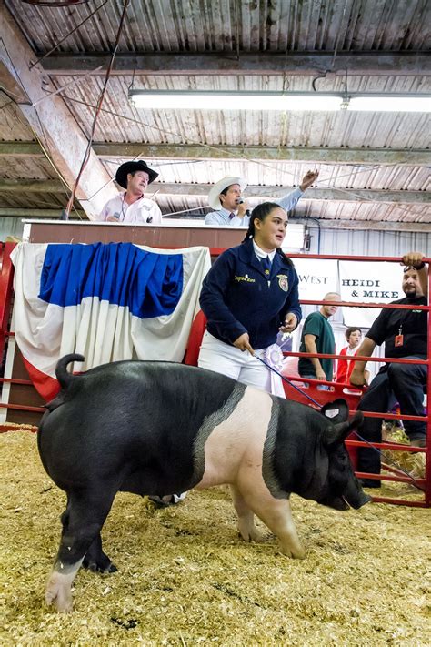 County Fair Jr. Livestock Auction Winners | The Fillmore Gazette