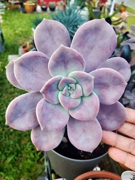 46 Types of Purple Succulents [With Pictures]