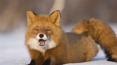 Fox Furry Wallpaper (70+ images)