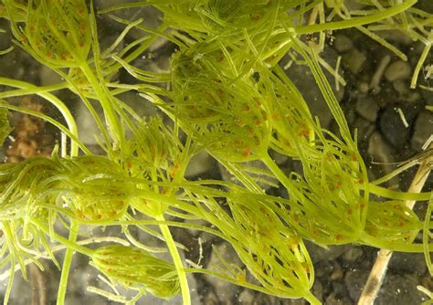 Common Stonewort (chara Vulgaris) Photograph by Bob Gibbons