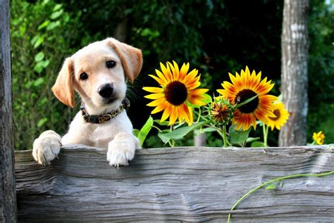 Sweet Puppy and Sunflowers | Dog cat pictures, Color splash photo, Lab ...