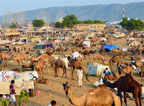 Pushkar Camel Fair 2017: A Cultural Extravaganza - Blog