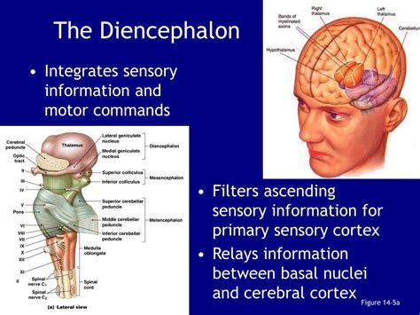 PPT - Midbrain (“mesencephalon”) PowerPoint Presentation, free download - ID:2624613