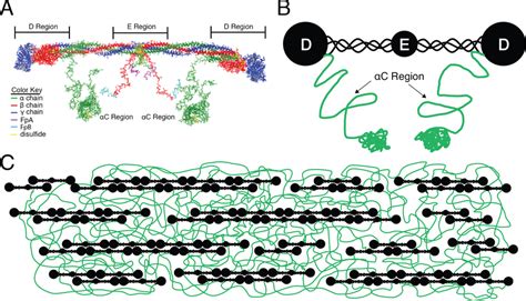 Structure of the Fibrinogen Molecule. A structure of the fibrinogen... | Download Scientific Diagram