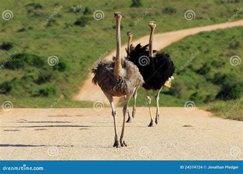 Ostrich Running On Grass Stock Photo | CartoonDealer.com #5440554