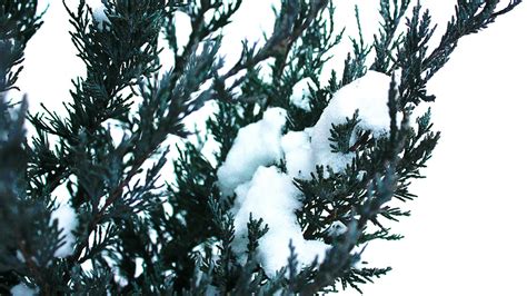 Wallpaper : forest, nature, snow, winter, branch, frost, spruce, fir, tree, leaf, weather ...