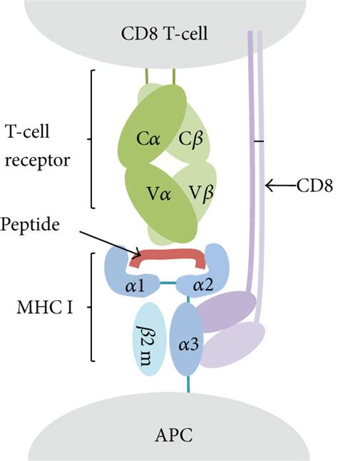 T-cell epitope recognition. T-cell epitopes are peptides derived from ...