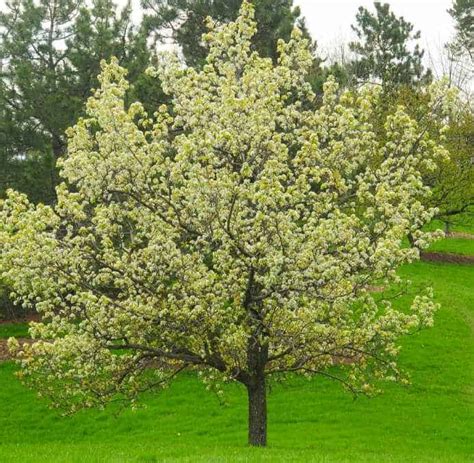 Flowering Pear Trees | Garden View Landscape, Nursery & Pools