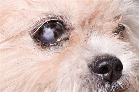 Close Up of Eye Diseases in Older Dogs. Stock Photo - Image of dogs, diseases: 258859428