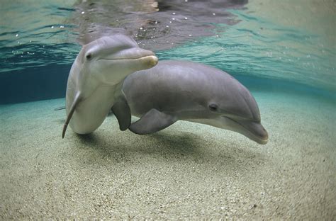 Bottlenose Dolphin Underwater Pair Photograph by Flip Nicklin