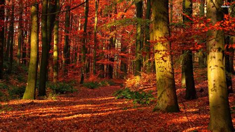 Autumn Forest Wallpapers - Wallpaper Cave