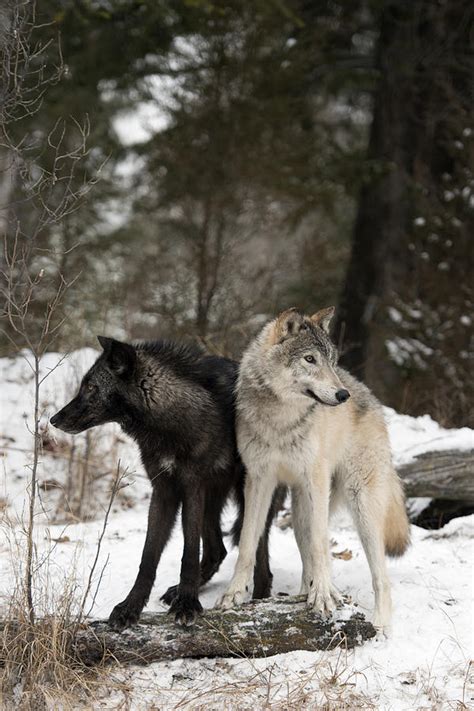 A Pair Of Arctic Wolves Photograph by Jeannette Katzir