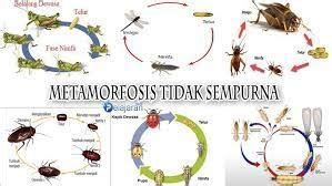 5 Hewan yang Mengalami Metamorfosis Tidak Sempurna – Gramedia Literasi