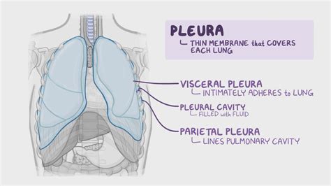 Pleura Anatomy | Images and Photos finder