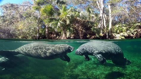 Manatee Facts – Recap (Part 1) | Kobee Manatee