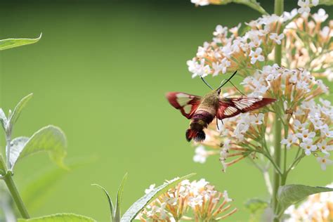 Hummingbird Moth (Clearwing Moth)