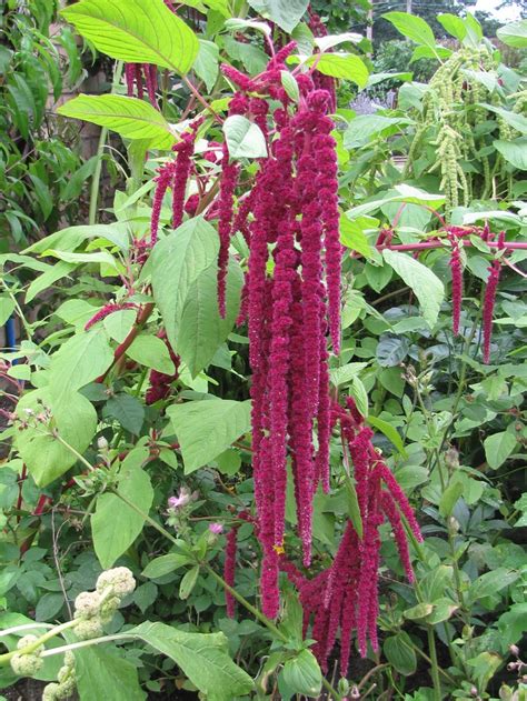 Love lies bleeding | Annual flowers, Purple garden, Flowers