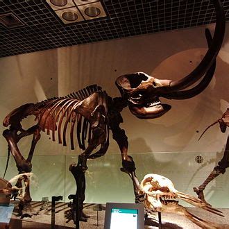 List of museums and colleges with mastodon fossils on display - Wikipedia