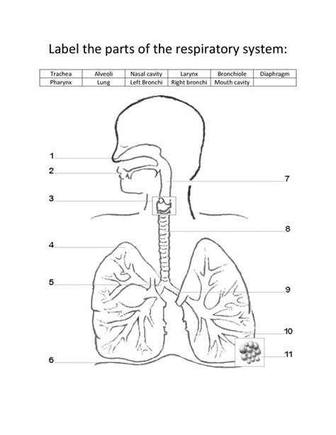 Respiratory System Labelling Worksheet