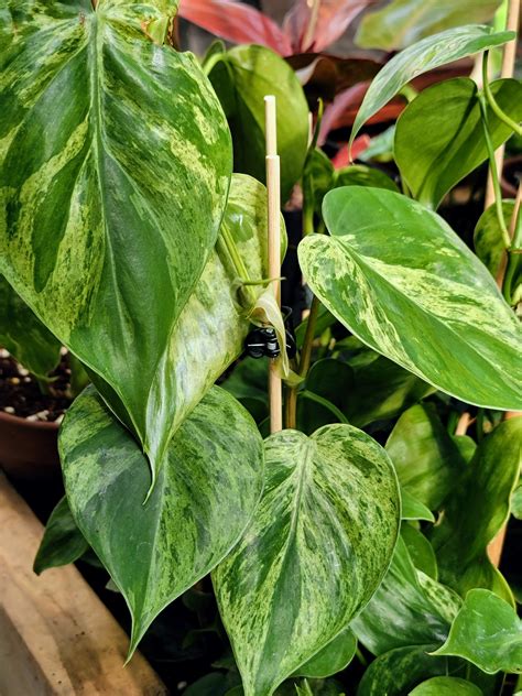 Variegated Philodendron Hederaceum Fresh UNROOTED Cutting | Etsy