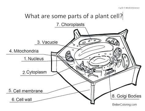 Parts of Plant Cell Coloring Pages - Free Printable Coloring Pages