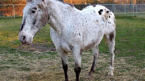 Equine melanoma - Melanoma Horse - Horse Choices