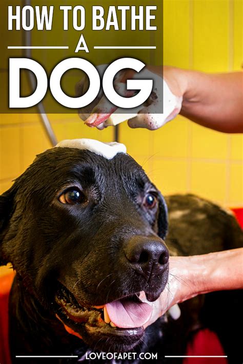 How to Bathe Your Dog at Home (Beginner's Guide) - Love Of A Pet | Dog bath, Dog cleaning, Dogs