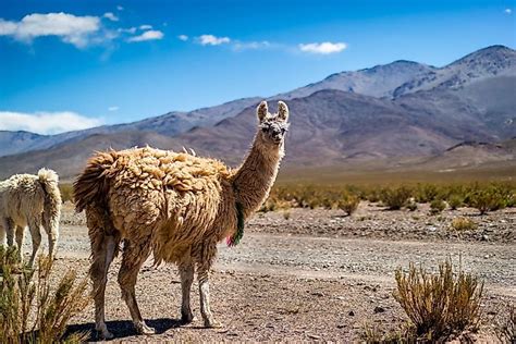 What Animals Live In South America? - WorldAtlas.com