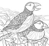 Printable Bird Pictures To Color