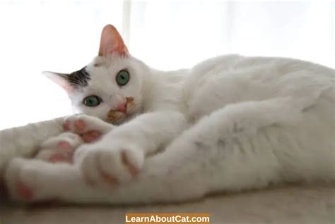 Why Is My Cat Has Dry Nose And Not Eating? [Answered] - LearnAboutCat