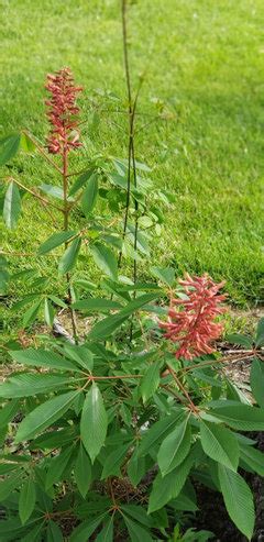 Dwarf Red Buckeye Tree Nuts or Seeds