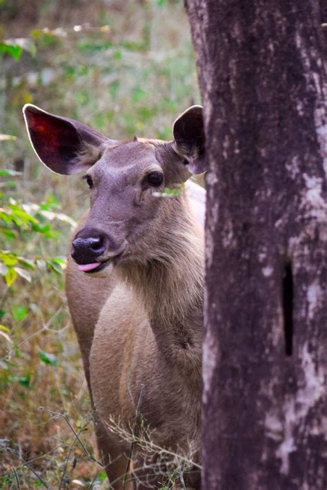 Ranthambore Travel Guide: How To See Tigers In The Wild In India