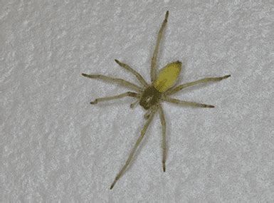 How To Identify The Yellow Sac Spider | Quik-Kill