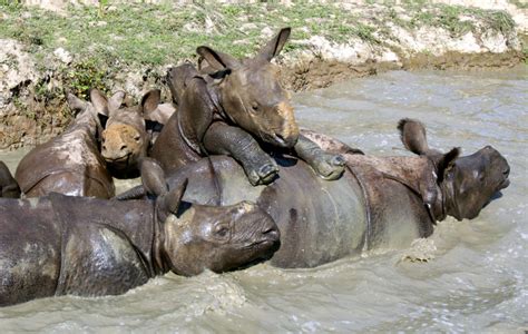 Saving orphaned baby rhinos in India