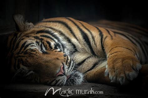 Sleeping Tiger Wallpaper Wall Mural by Magic Murals