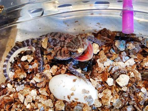 Bearded Dragon Breeding: Mating, Eggs and Hatching