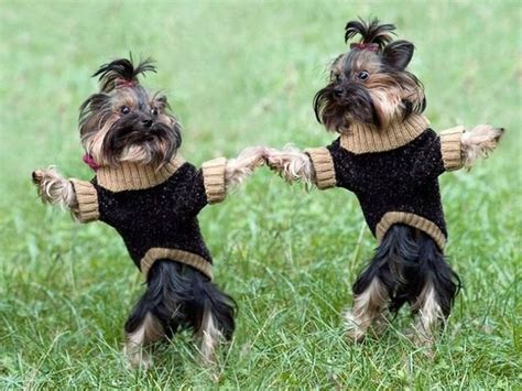 Dogs Holding Hands – 1Funny.com