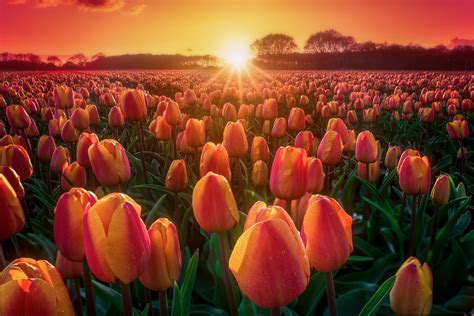 Download Sun Field Sunrise Summer Flower Nature Tulip 4k Ultra HD Wallpaper