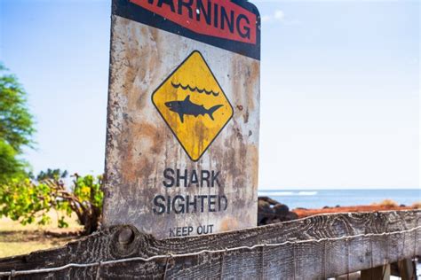 Maui shark attack - Horror mystery as snorkeler missing after 'SHARK attack' off Hawaii sparking ...