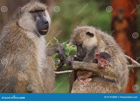 Baboon family editorial stock image. Image of tourism - 41313869