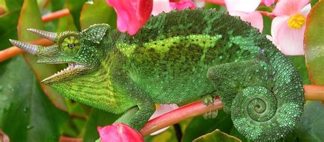 The Jackson's Chameleon | Critter Science