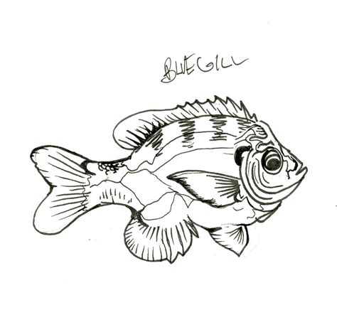 Bluegill Drawing at GetDrawings | Free download