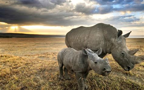 Download Animal Rhino HD Wallpaper