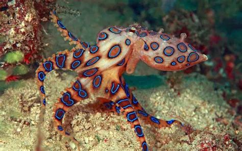 Most Dangerous Sea Creatures in the World – Top List - Ultimate Topics