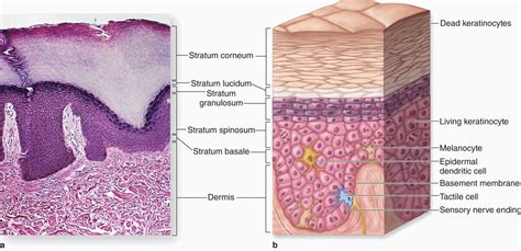 Skin | Basicmedical Key