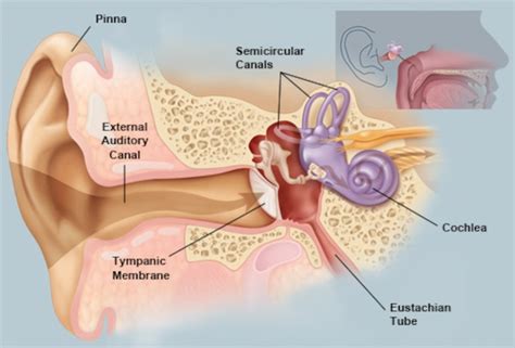 How Our Ears Work | Dearborn | Southeast Michigan ENT