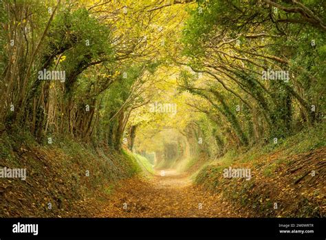 Halnaker tree tunnel over an ancient track to Halnaker windmill forming ...