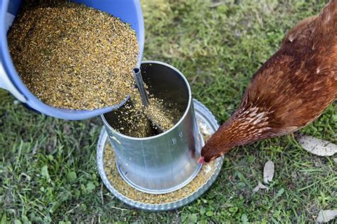 Chicken Scratch: Things You Need to Know before Feeding