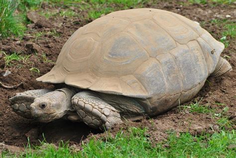 ICYMI: How to Keep African Sulcatas? | Tortoise care, Sulcata tortoise, Tortoise turtle